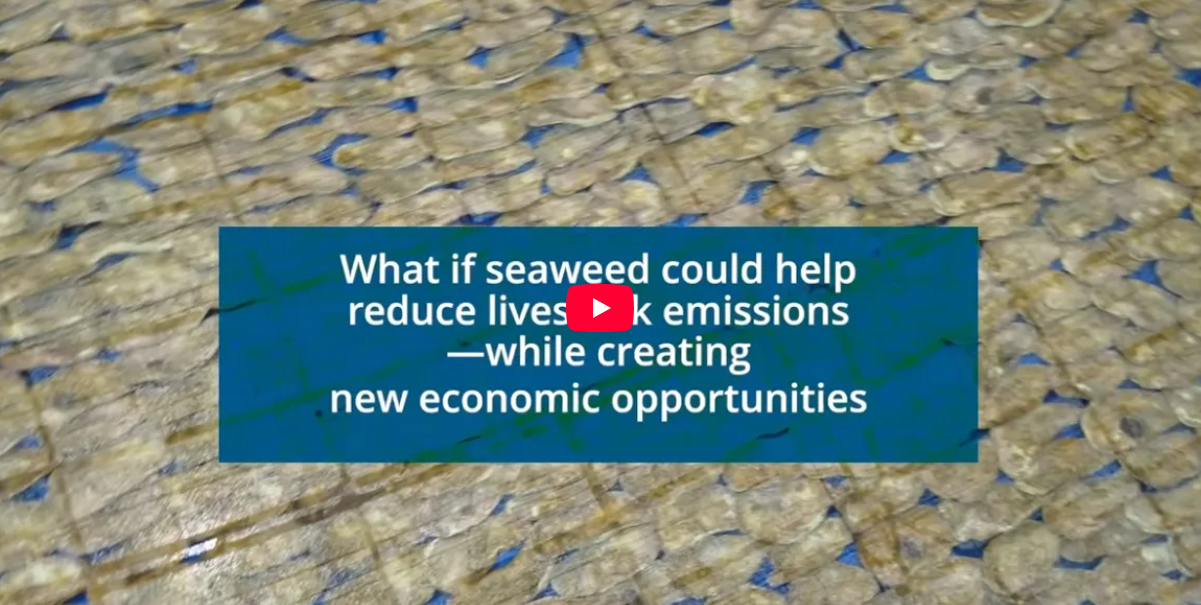 From creating jobs to cutting methane emissions, seaweed has surprising potential