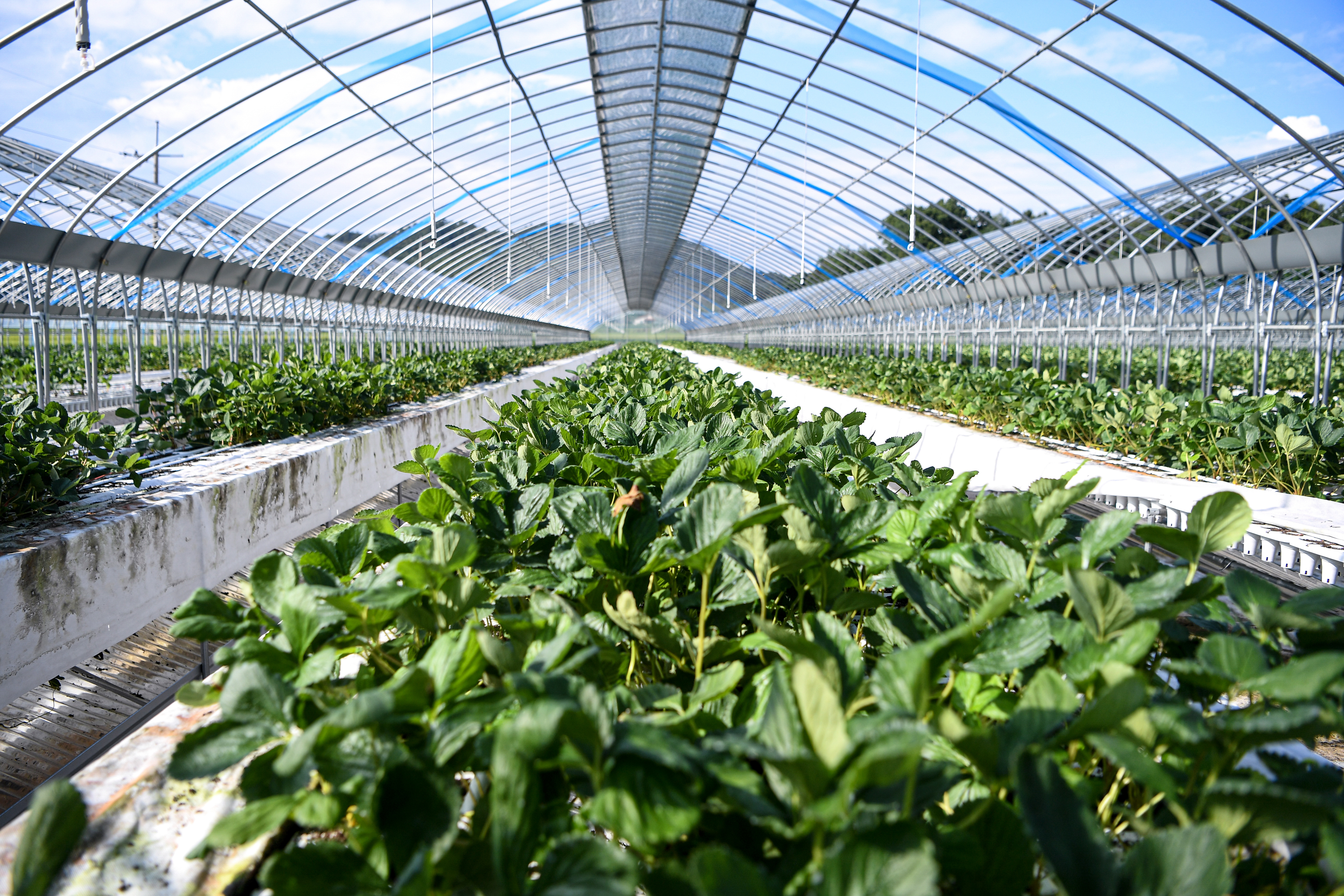 agriculture