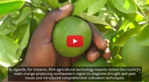 From Food Insecurity to Global Innovation: How Korea’s Rural Development Administration is Transforming Agriculture through International Partnerships From Food Insecurity to Global Innovation: How Korea’s Rural Development Administration is Transforming Agriculture through International Partnerships